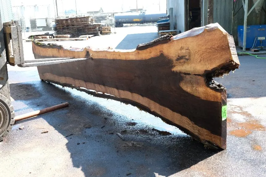 Oregon Black Walnut Slab 062423-02