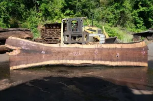 Oregon Black Walnut Slab 062423-02