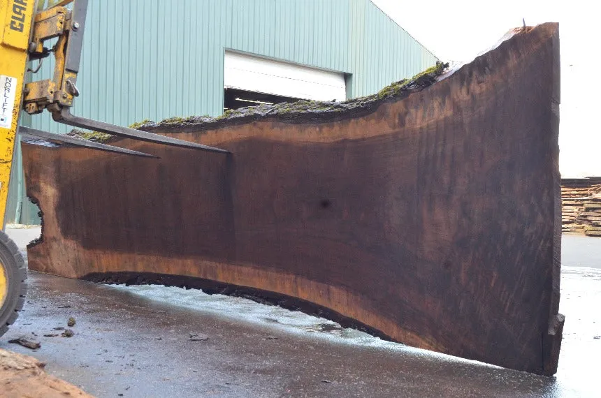 Oregon Black Walnut Slab 092622-14