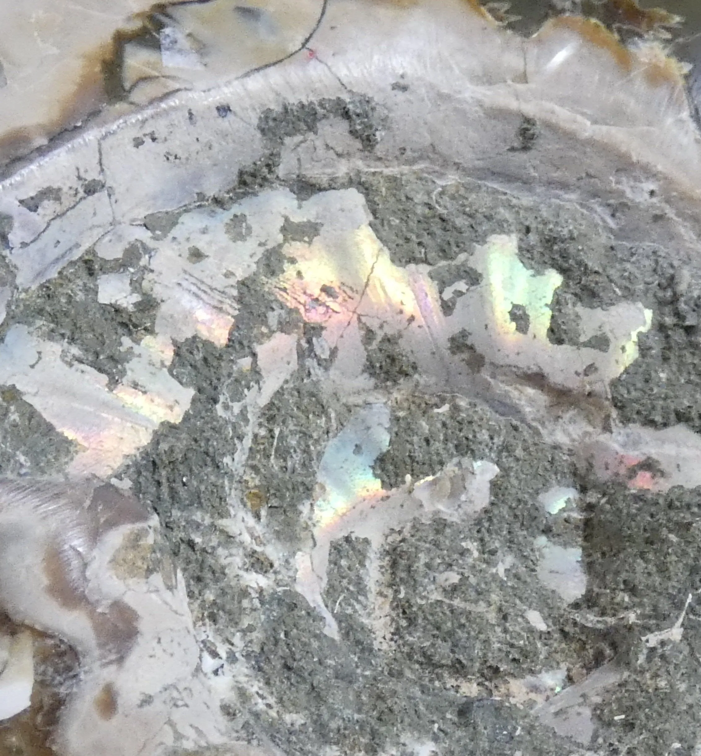 Polished Ammonite Fossil