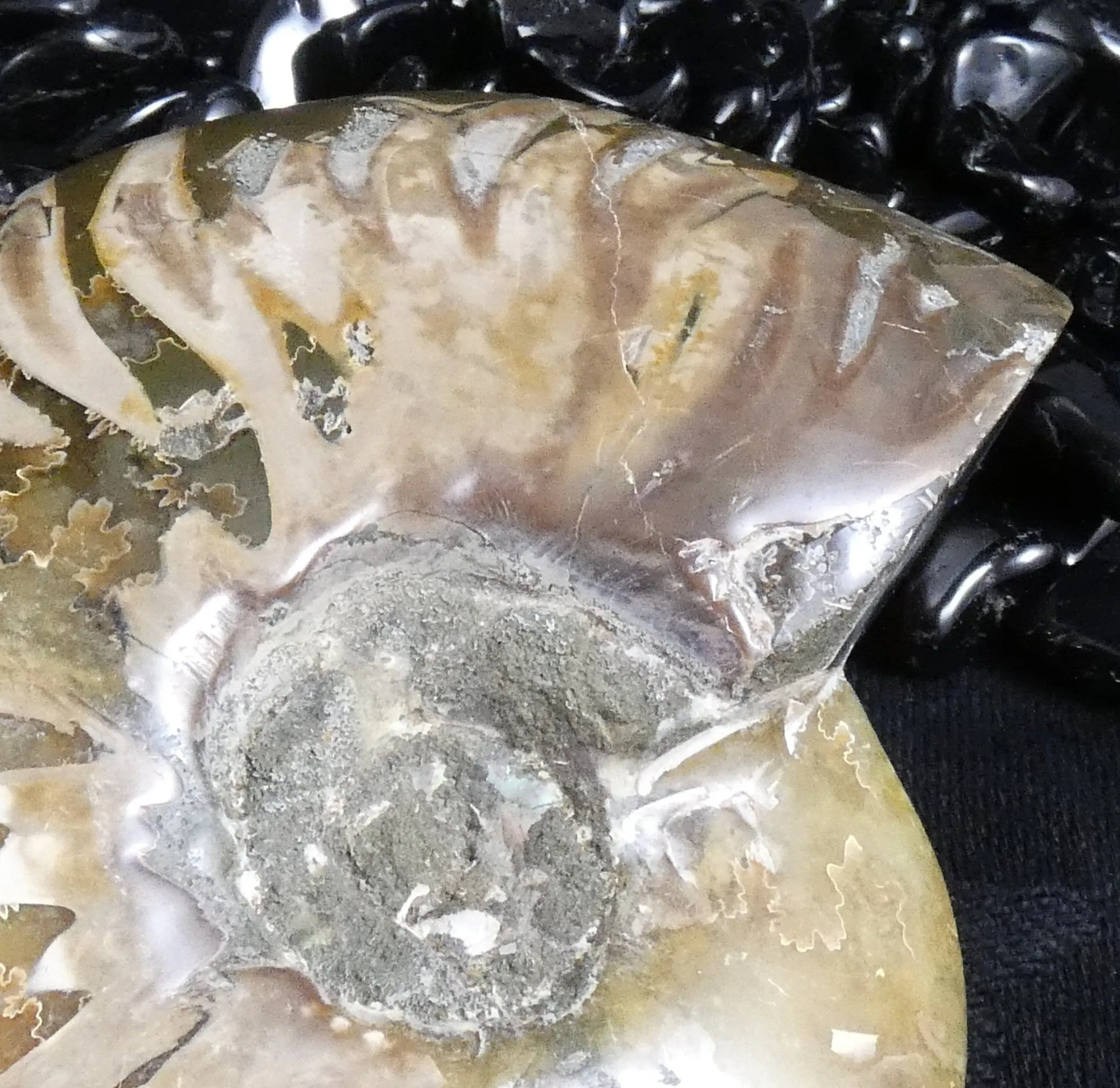 Polished Ammonite Fossil