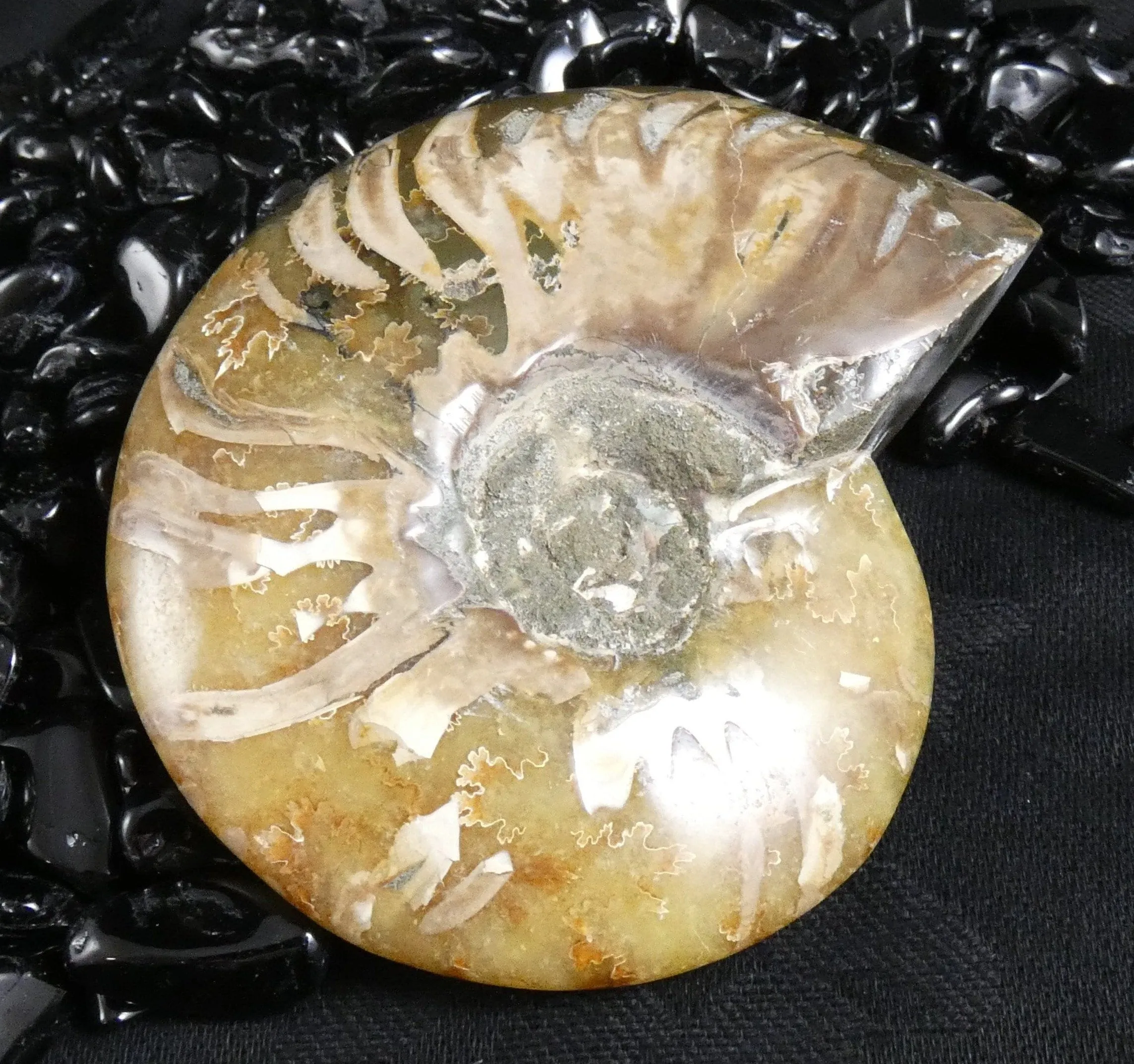 Polished Ammonite Fossil