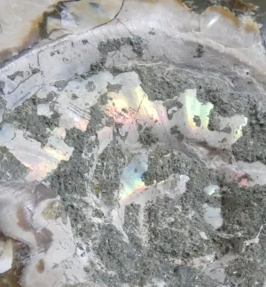 Polished Ammonite Fossil
