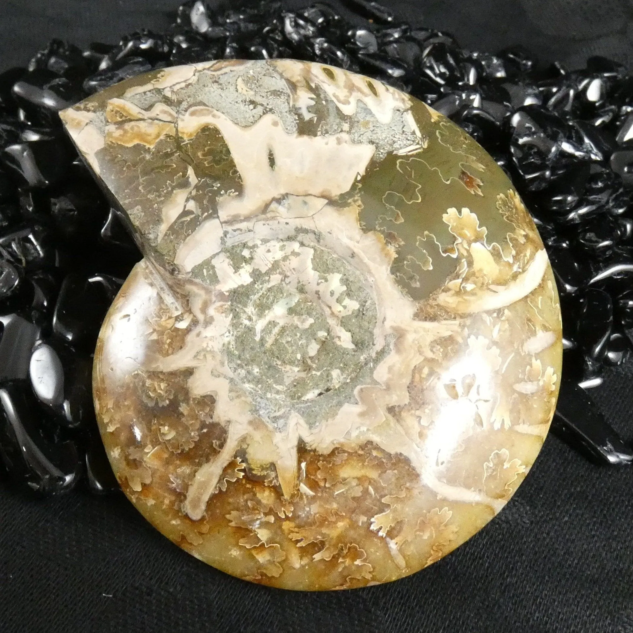 Polished Ammonite Fossil