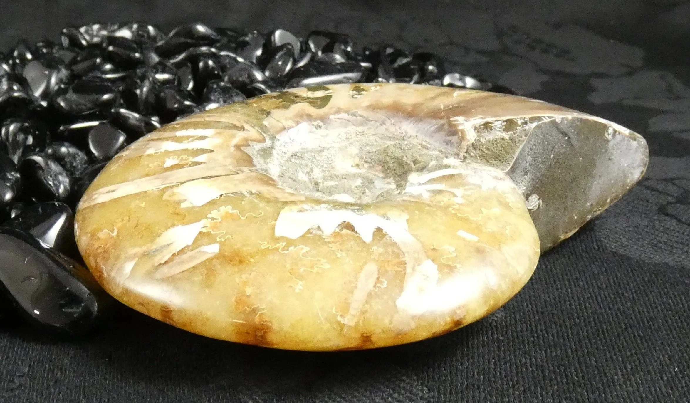 Polished Ammonite Fossil