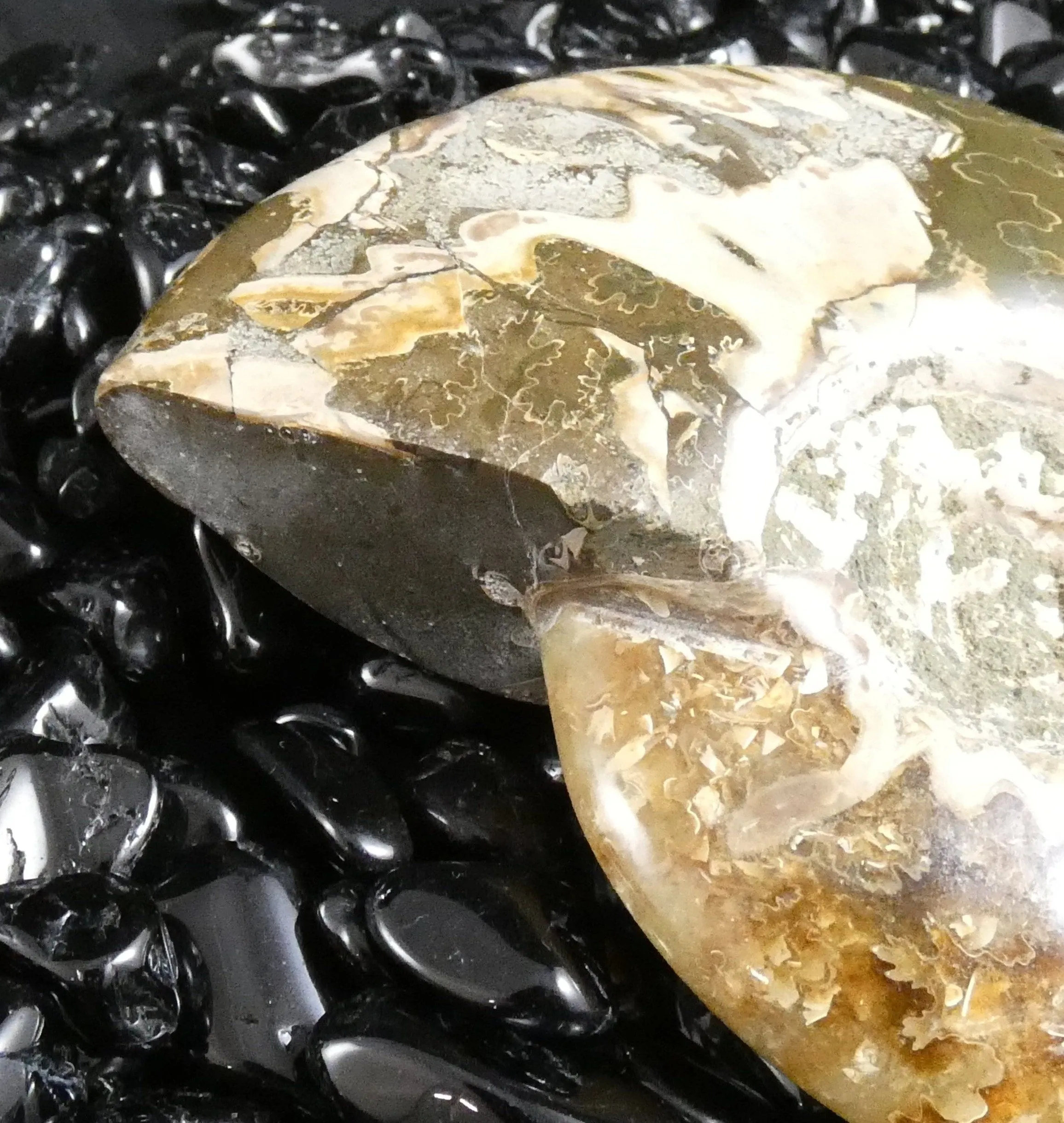 Polished Ammonite Fossil