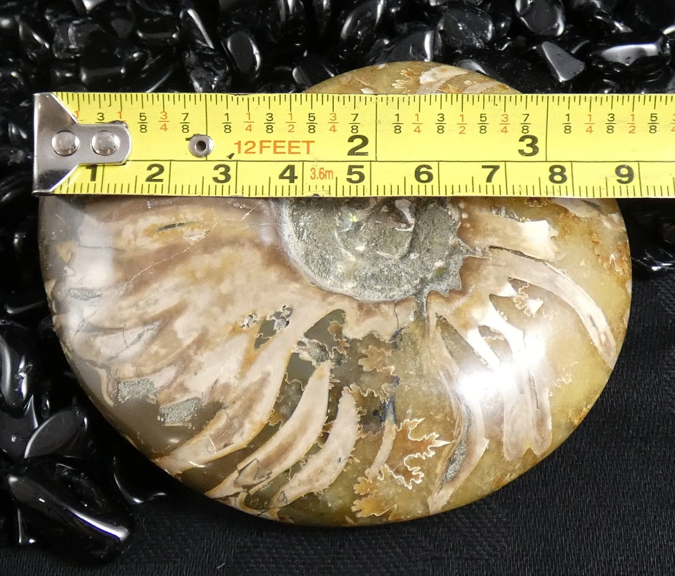 Polished Ammonite Fossil