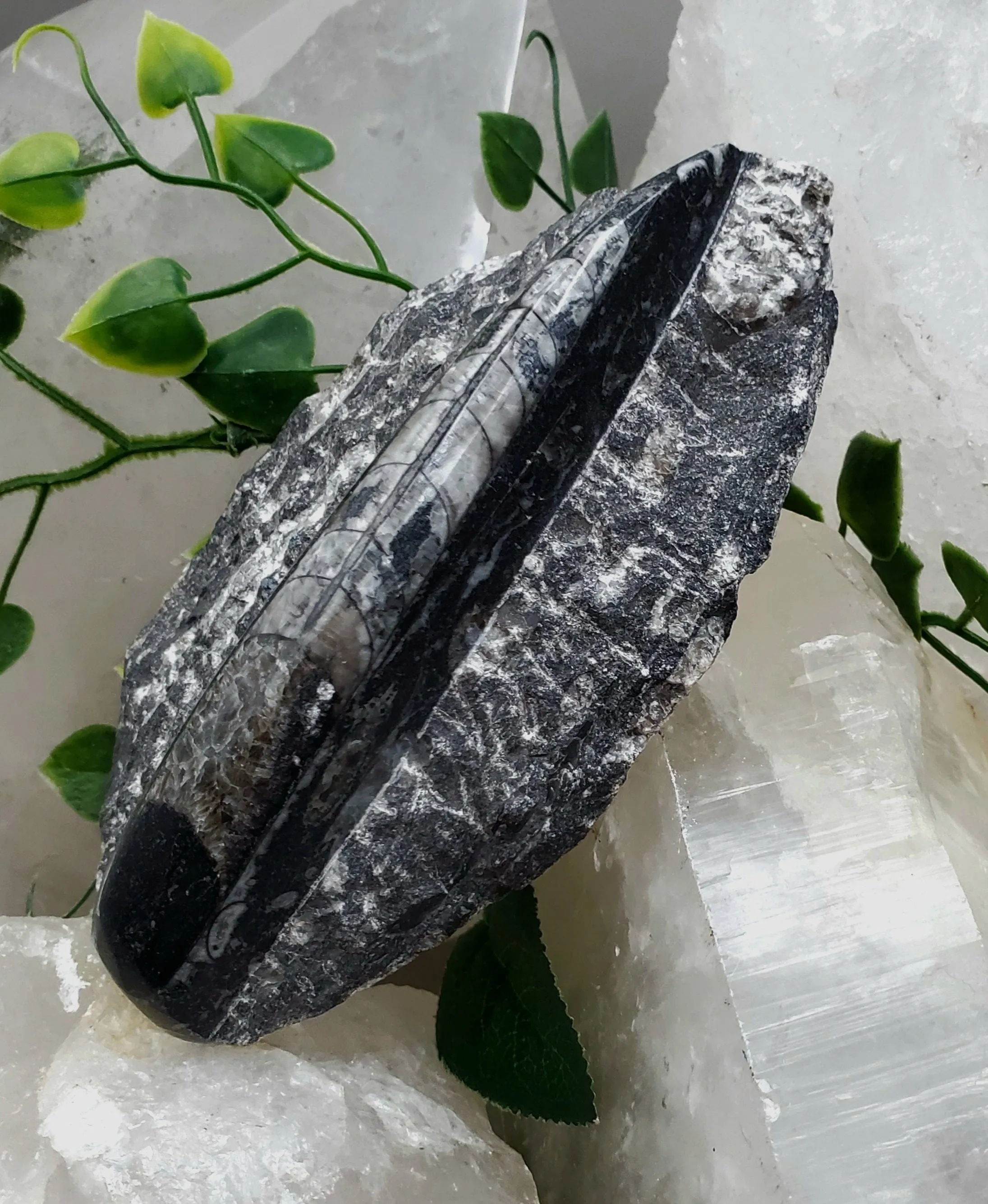 Polished Orthoceras Slab